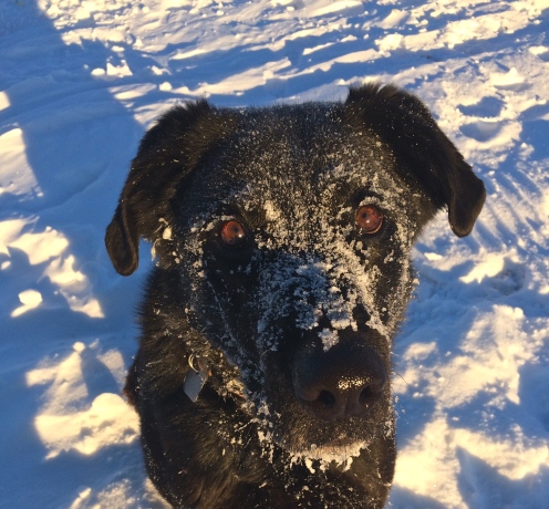 Howie loves the snow!